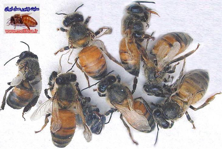 زنبوران بالغ نابهنجار زنبور عسل